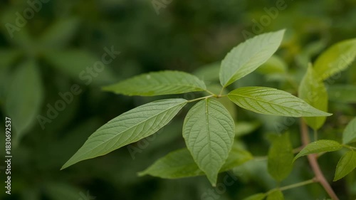 Wallpaper Mural Close-up view of vibrant green leaves with intricate veins swaying gently in a soft breeze capturing lush foliage in a natural outdoor setting under diffused sunlight Torontodigital.ca