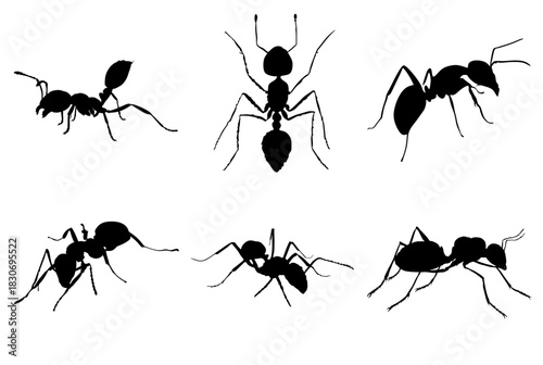 set of ants