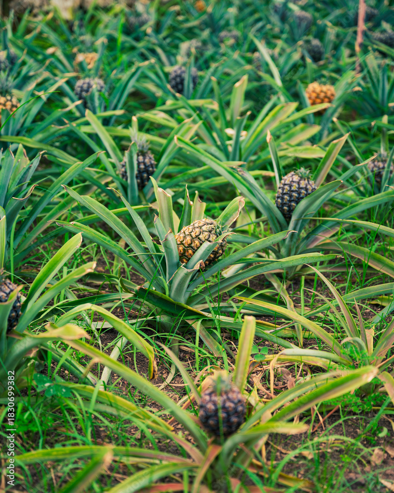 Obraz premium Pineapple Plantation: A Tropical Field of Fruit