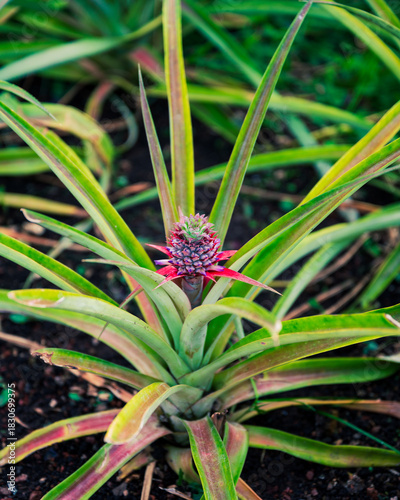 Baby Pineapple Sprout