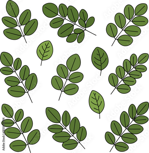 Create a kinds of deferent Moringa leaves vector art with white background..