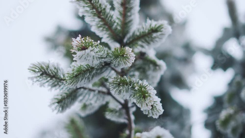 4K closeup macro shot of needles of Pine tree covered by snow after snowfall during the winter season at Manali in Himachal Pradesh, India. Scenic view of Pine tree needles during winters.