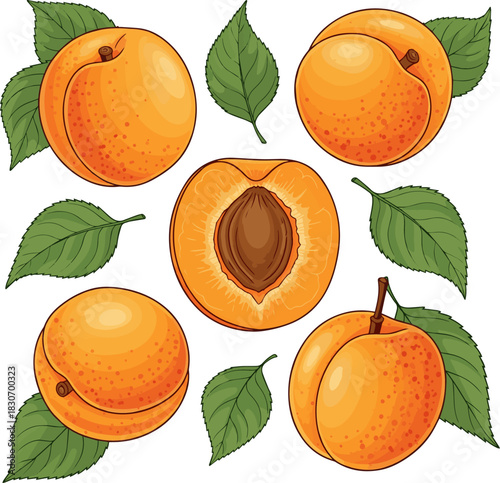 Create a kinds of deferent Ripe juicy apricots, some whole and one cut to reveal its pit, arranged with green leaves, cleanly vector art with white background..