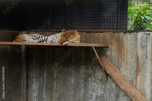 Tranquil Wildlife Portrait of Two Resting Leopard Felines on Platform