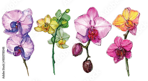 Watercolor Painting of Assorted Orchid Flowers on White Background Artistic Illustration