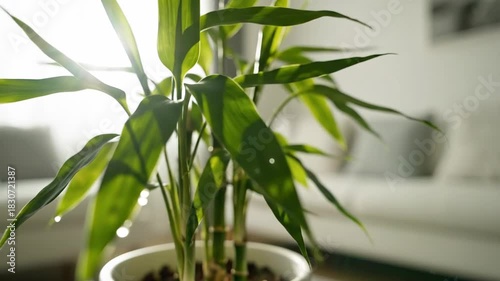 Indoor Bamboo Plant with Natural Light Streaming Through Living Room Window