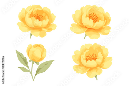 Set of isolated yellow peony and ranunculus flowers with green foliage
