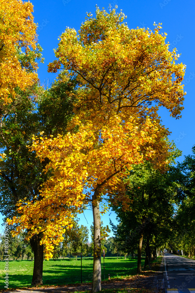 Naklejka premium The Monza park at October