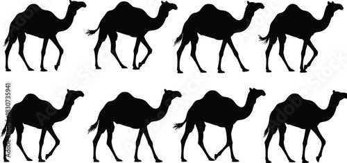 Collection of eight Dromedary camel silhouettes walking desert animal caravan icons set, exotic wildlife vector graphic illustration.