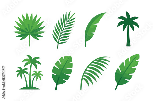 Tropical leaves vector illustration, palm, jungle, flat vector art collection