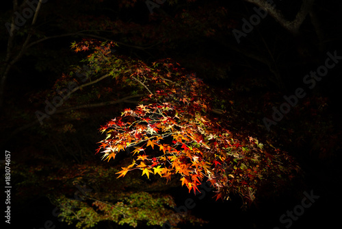 Fotografie Illuminated Autumn Leaves at Mifuneyama Rakuen Night Light-Up - Takeo Saga Japan