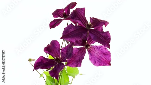 Branch of purple clematis isolated on white background