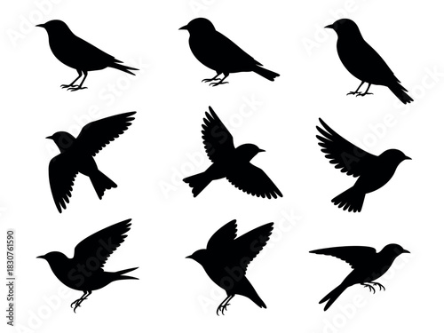 A collection of silhouetted birds in various poses, including standing and flying, against a white background.