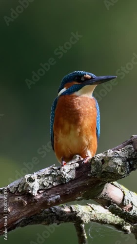 Close-up of a kingfisher perched on the branch against a green background on a sunny summer day. 