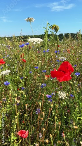 Explore a vibrant meadow filled with wildflowers..