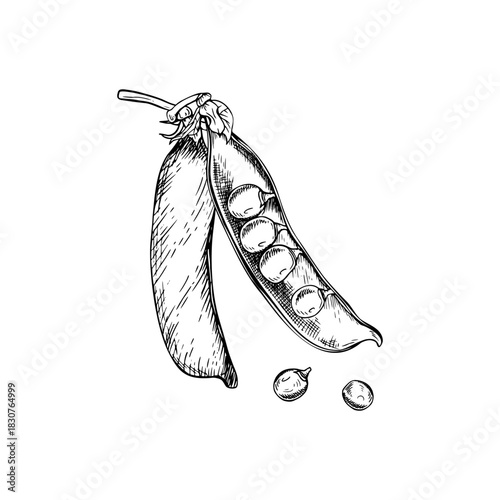 A composition of two closed and open pea pods with several round peas inside and two loose peas beside it. A detailed hand drawn vector illustration. Painted by black inks. Botanical style sketch.