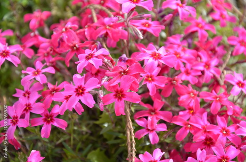 画面いっぱいに咲き誇る濃いピンクの芝桜（シバザクラ）のクローズアップ