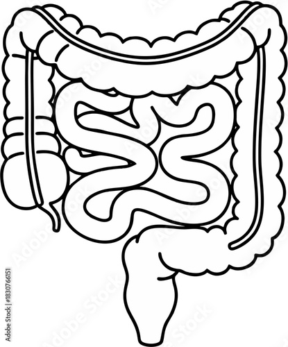 Anatomical line art illustration of the human digestive system, depicting the small and large intestines for medical and scientific purposes