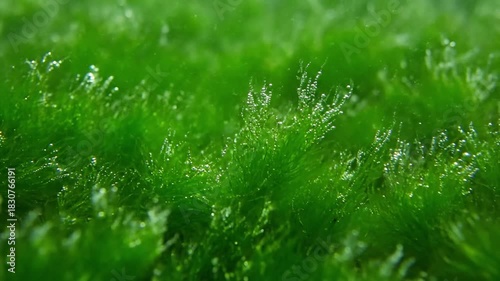 A detailed close up shot of vibrant green filamentous algae swaying gently with underwater currents, showcasing intricate textures and micro ecosystem activity.