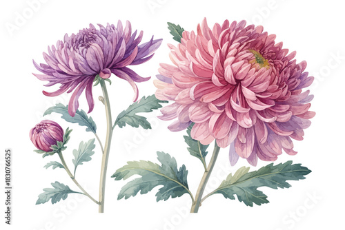 Chrysanthemum Watercolor Flower  isolated on white background