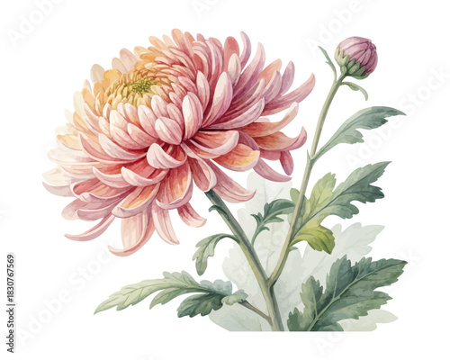 Chrysanthemum Watercolor Flower 