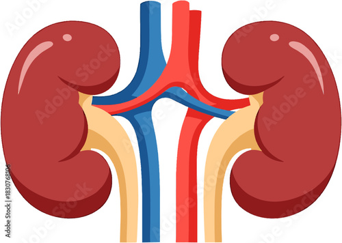 Vibrant illustration of the human kidneys, showcasing the intricate anatomy of a vital organ for maintaining overall bodily health and fluid balance within the physiological system