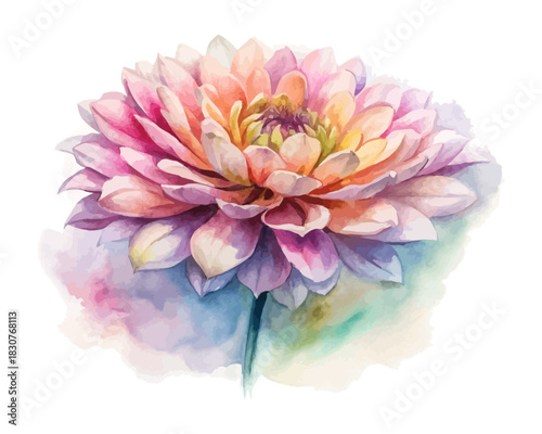 Chrysanthemum Watercolor Flower  isolated on white background