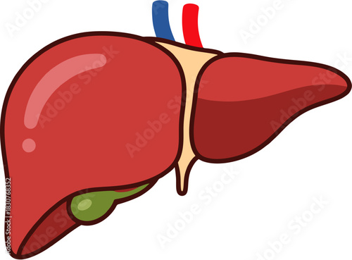 Anatomical Liver Illustration A Detailed Organ Depiction