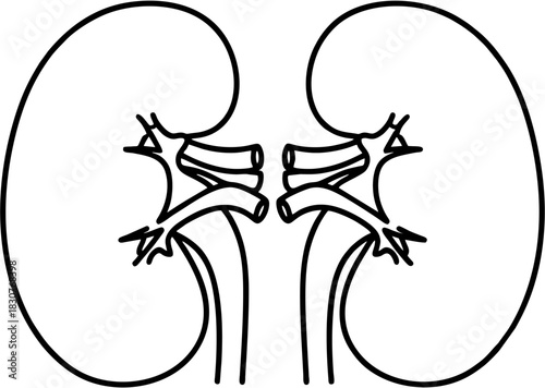 Line art illustration of the human kidneys, an essential part of the excretory system, highlighting the renal arteries and veins for anatomical study