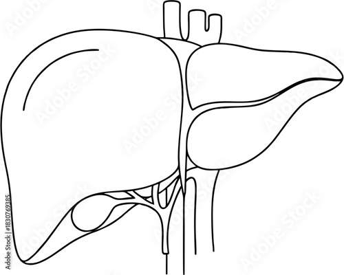 Human Liver Anatomy Detailed Line Art Illustration for Educational Use