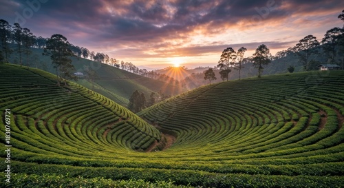 Rolling hills of tea plantations at sunset, with golden light and dramatic sky