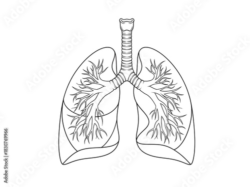 A refined black-and-white vector depiction of the human lung system, showcasing clean contour lines and complex branching structures in a balanced, symmetrical layout. Minimalist and modern, the desig