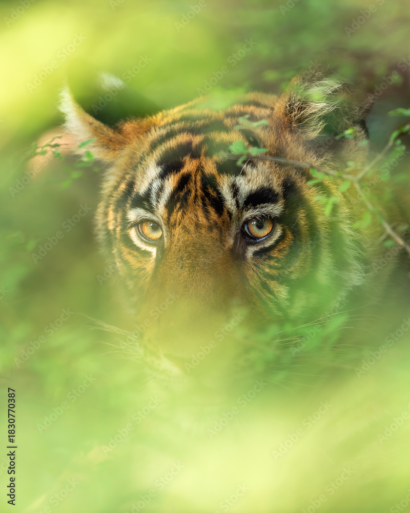 Fototapeta premium head shot of wild indian male bengal tiger or panthera tigris face tight close up or portait with eye contact and natural green background in wildlife safari at national park forest reserve india asia