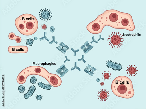 Immune System Cells and Antibodies Illustration for Educational Purposes.