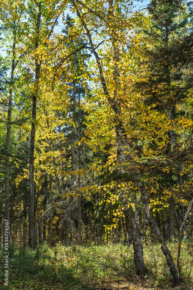 Obraz premium Forest with trees that are yellow and brown