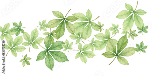 green leaves isolated on white background