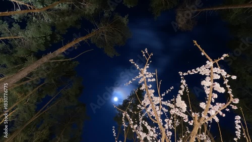 Time-Lapse of  White Apricot Tree Blossoms as the Sky Transitions from Blue to Black. Spring Evening to Starry Night in Pine Forest with Apricot Blossom Bloom. Nature Timelapse