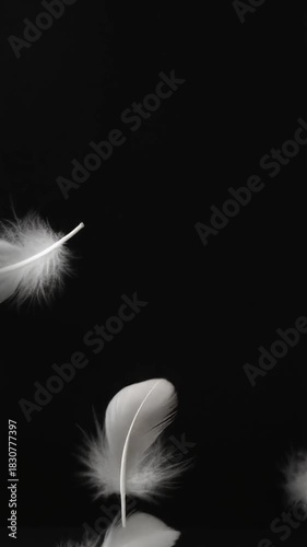 Graceful white feathers softly adrift against a profound black backdrop, symbolizing purity, lightness, and gentle tranquility in a minimalist composition
