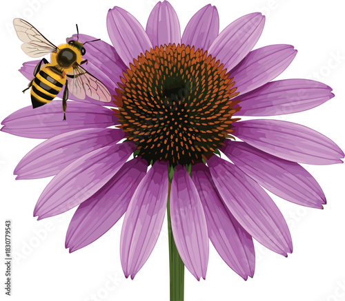 Detailed Vector Illustration of a Honey Bee Pollinating a Purple Coneflower (Echinacea), Representing Nature, Botany, Pollination, and Herbal Medicine Concepts.