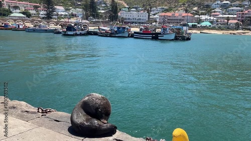 Cape fur seal sitting on a fishing harbor wall grooming itself with fishing boats moored