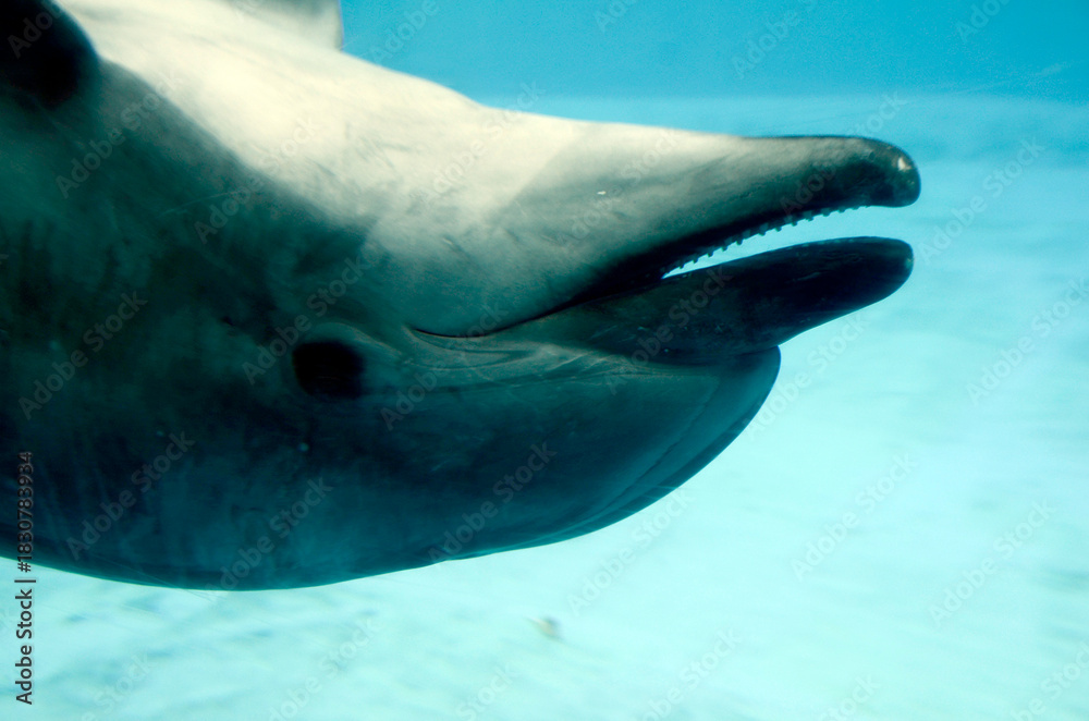 Fototapeta premium イルカ