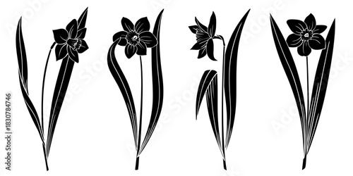 Daffodils or narcissus set, black silhouette isolated on white. Single blossom flower with stem and leaves, stencil style. Vector clipart for spring floral illustration, design and print.