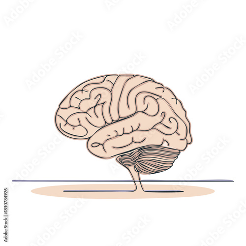 Stylized illustration of a human brain showing neurological and cognitive concepts.