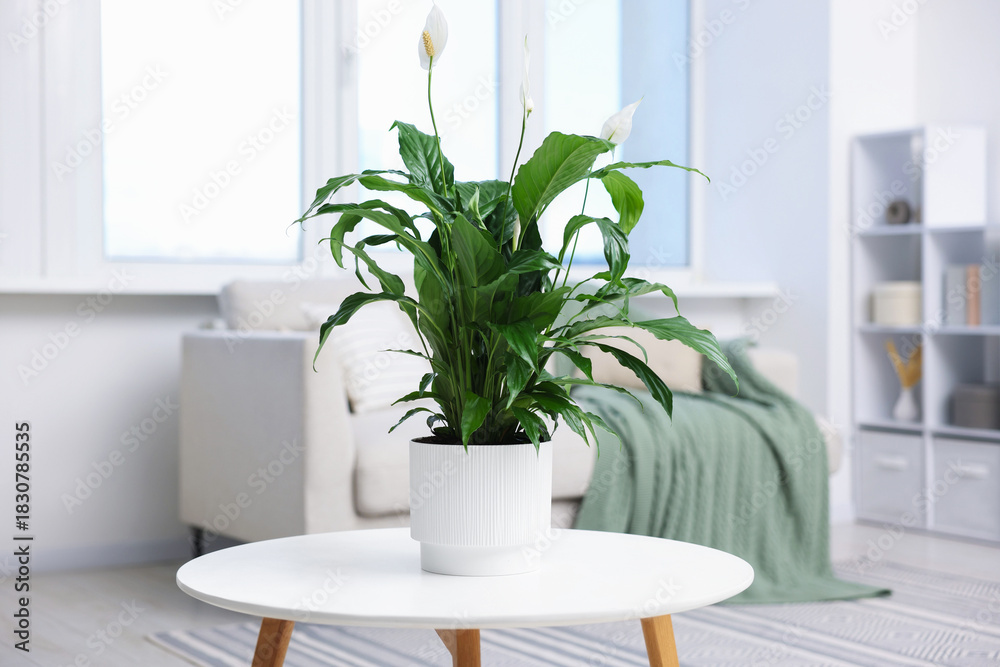 Fototapeta premium Beautiful spathiphyllum (peace lily) houseplant with flowers on table at home