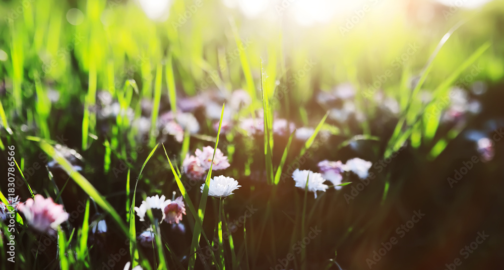 Fototapeta premium The first flowers against the background of green spring. Spring bloom.