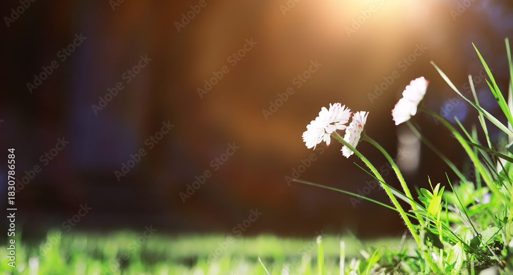 Fototapeta premium The first flowers against the background of green spring. Spring bloom.