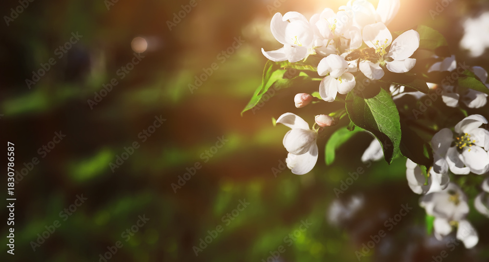 Fototapeta premium The first flowers against the background of green spring. Spring bloom.