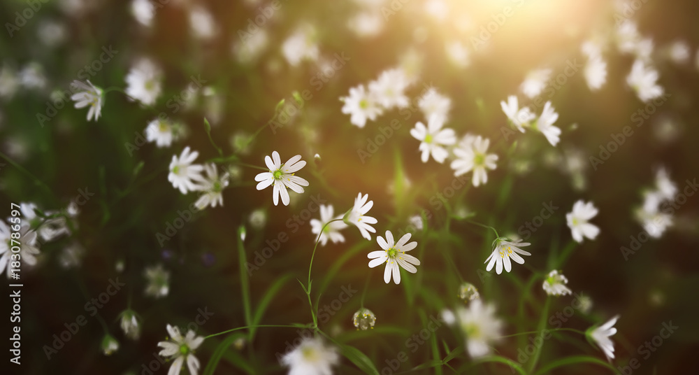 Fototapeta premium The first flowers against the background of green spring. Spring bloom.