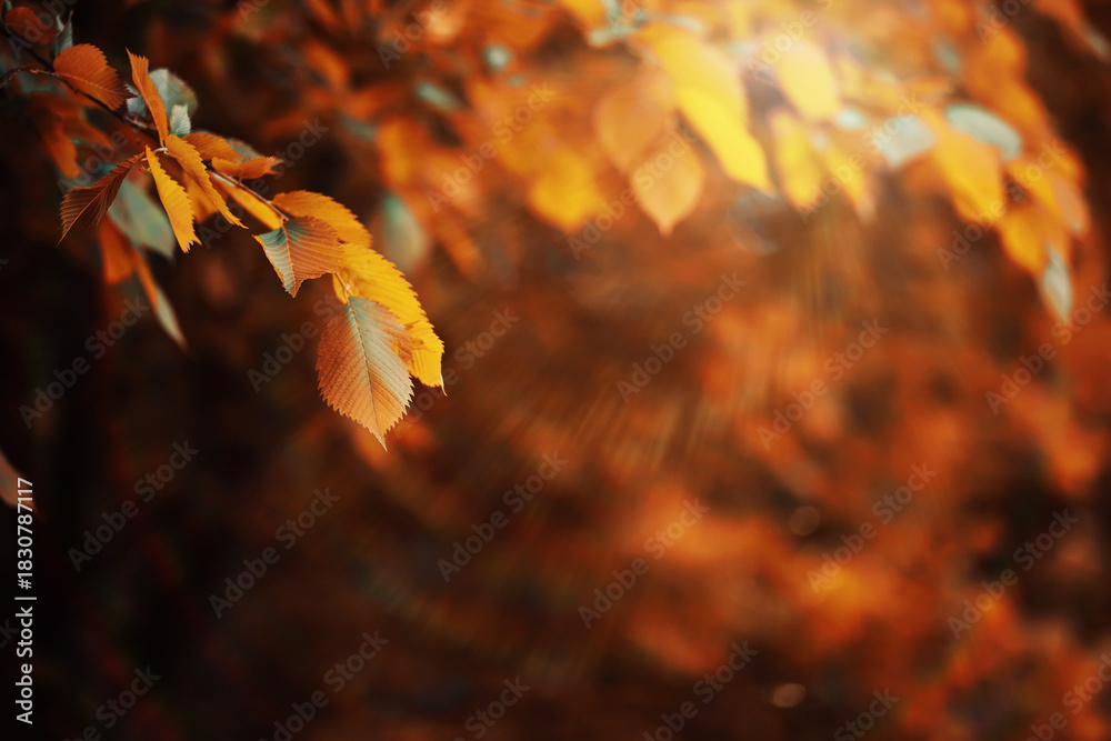 Fototapeta premium Beautiful Nature Autumn landscape. Scenery view on autumn city park with golden yellow foliage in Sunny day. Walking path in the city Park strewn with autumn fallen leaves.