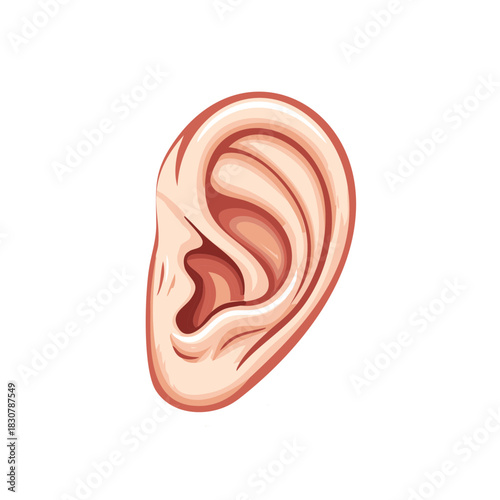 Stylized Human Ear Anatomy Illustration Detailed View